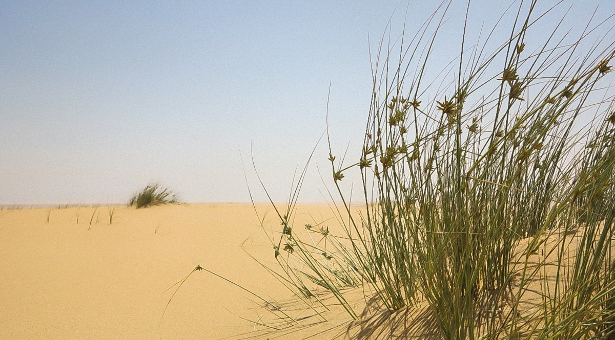 desert safari Qatar